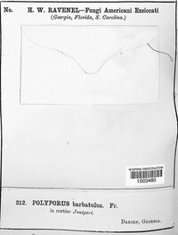 Polyporus barbatulus image